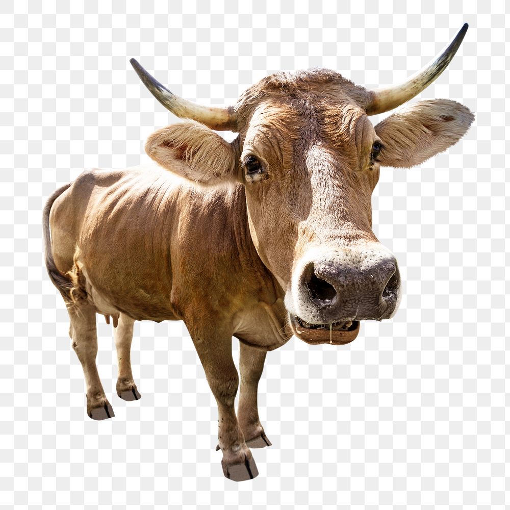 PNG Cow, collage element, transparent background