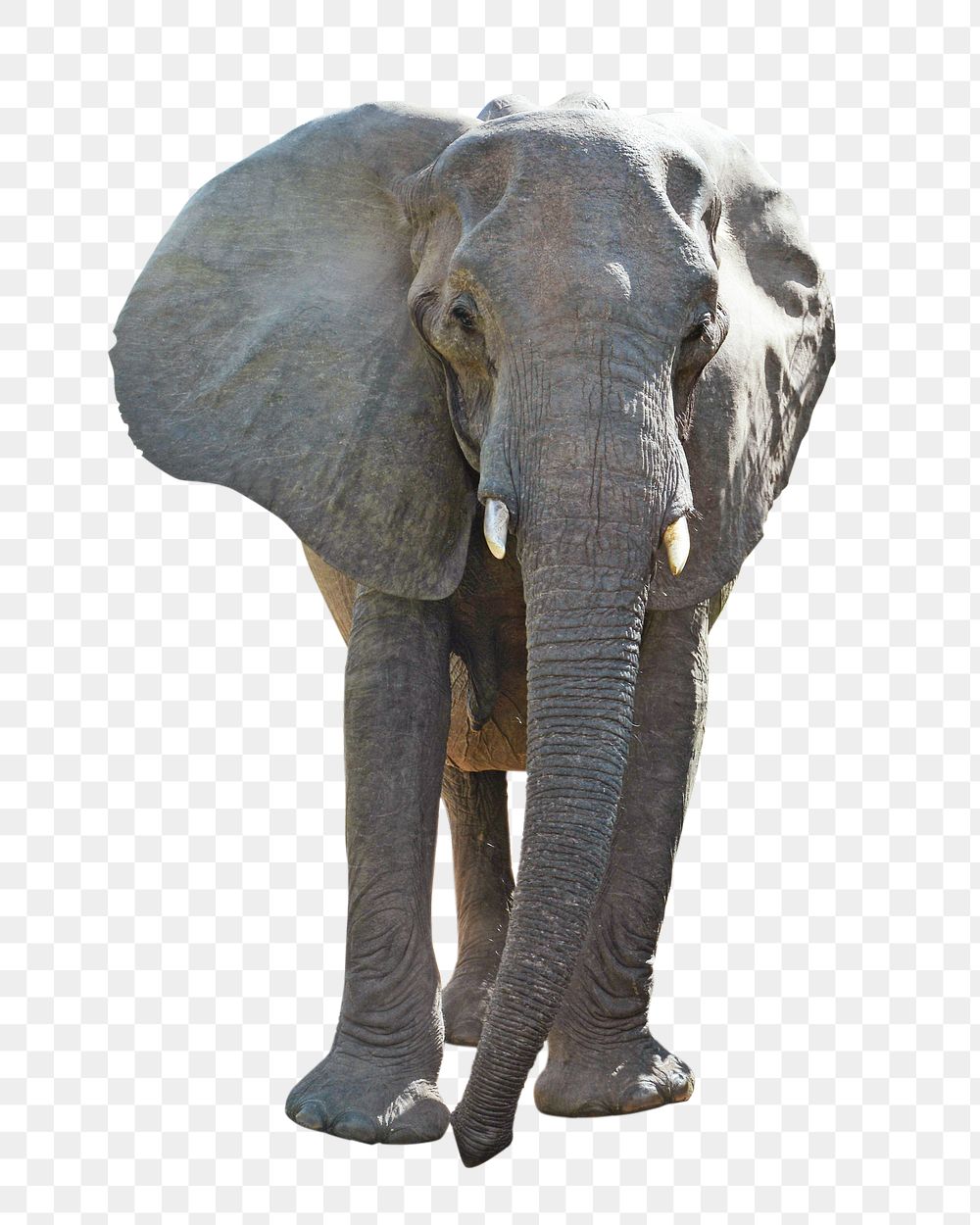 PNG Elephant, collage element, transparent background