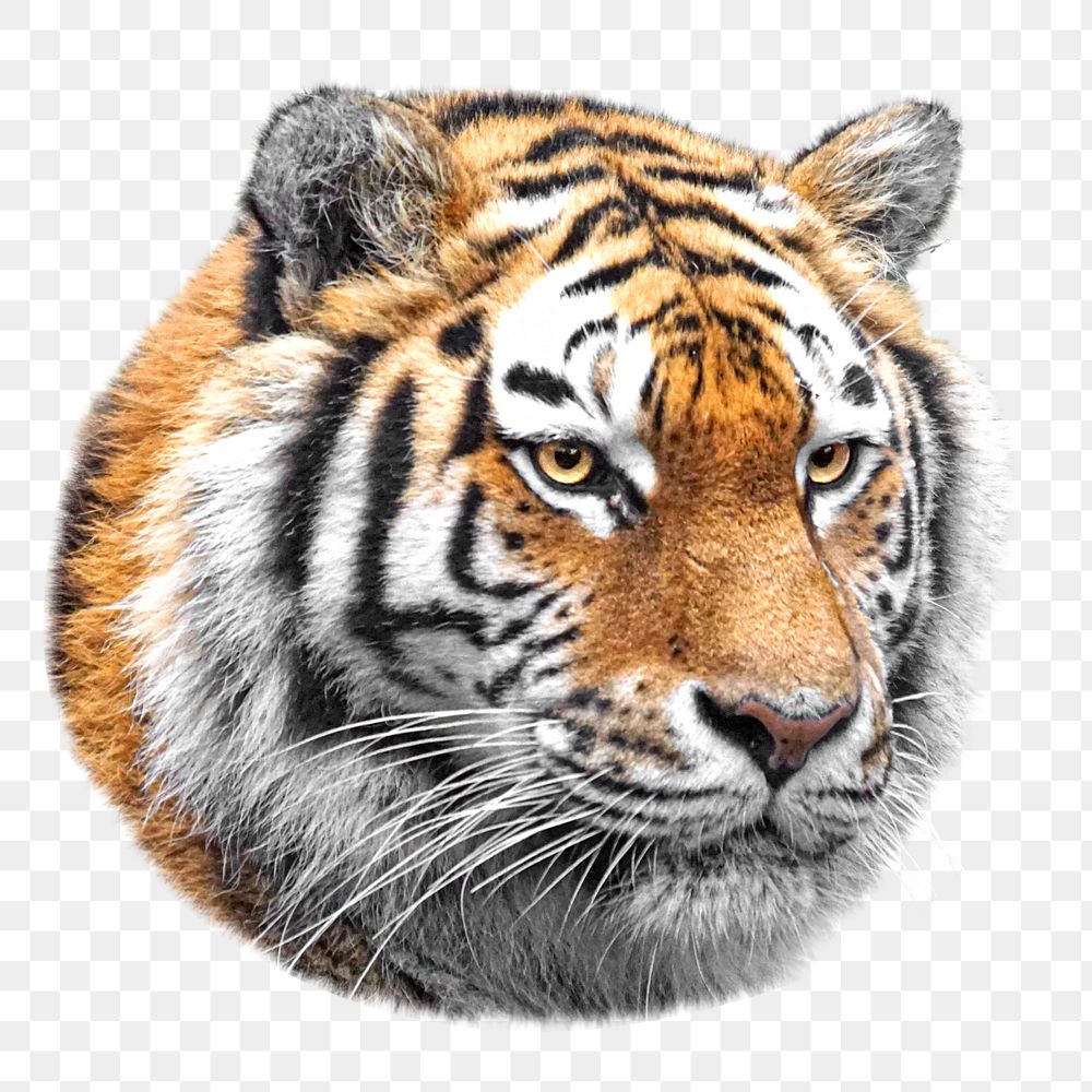 PNG Tiger, collage element, transparent background