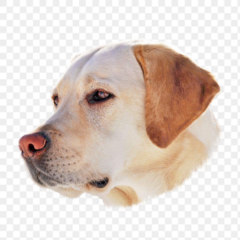 Labrador Retriever dog png, transparent background