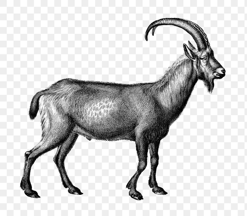 Wild goat png sticker, vintage illustration, transparent background