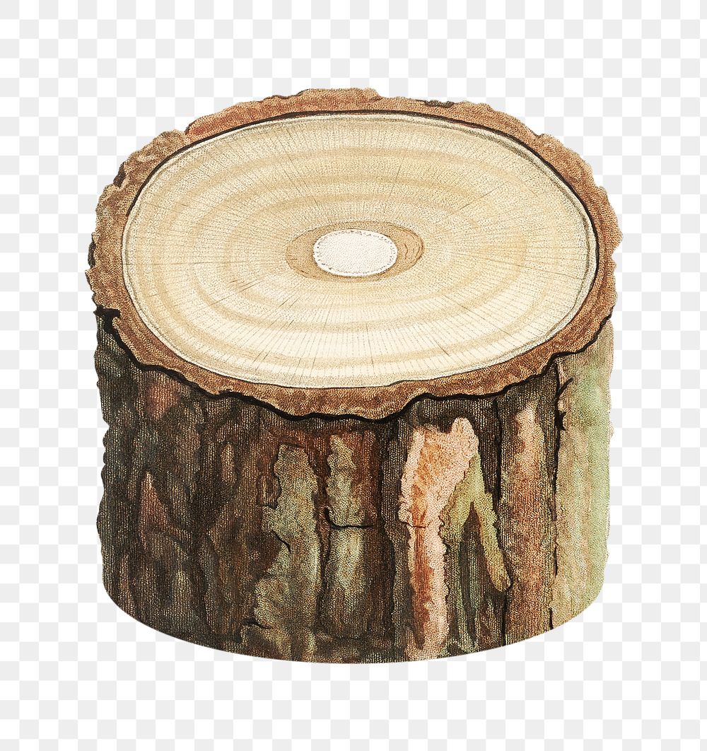 Tree stump png,  transparent background