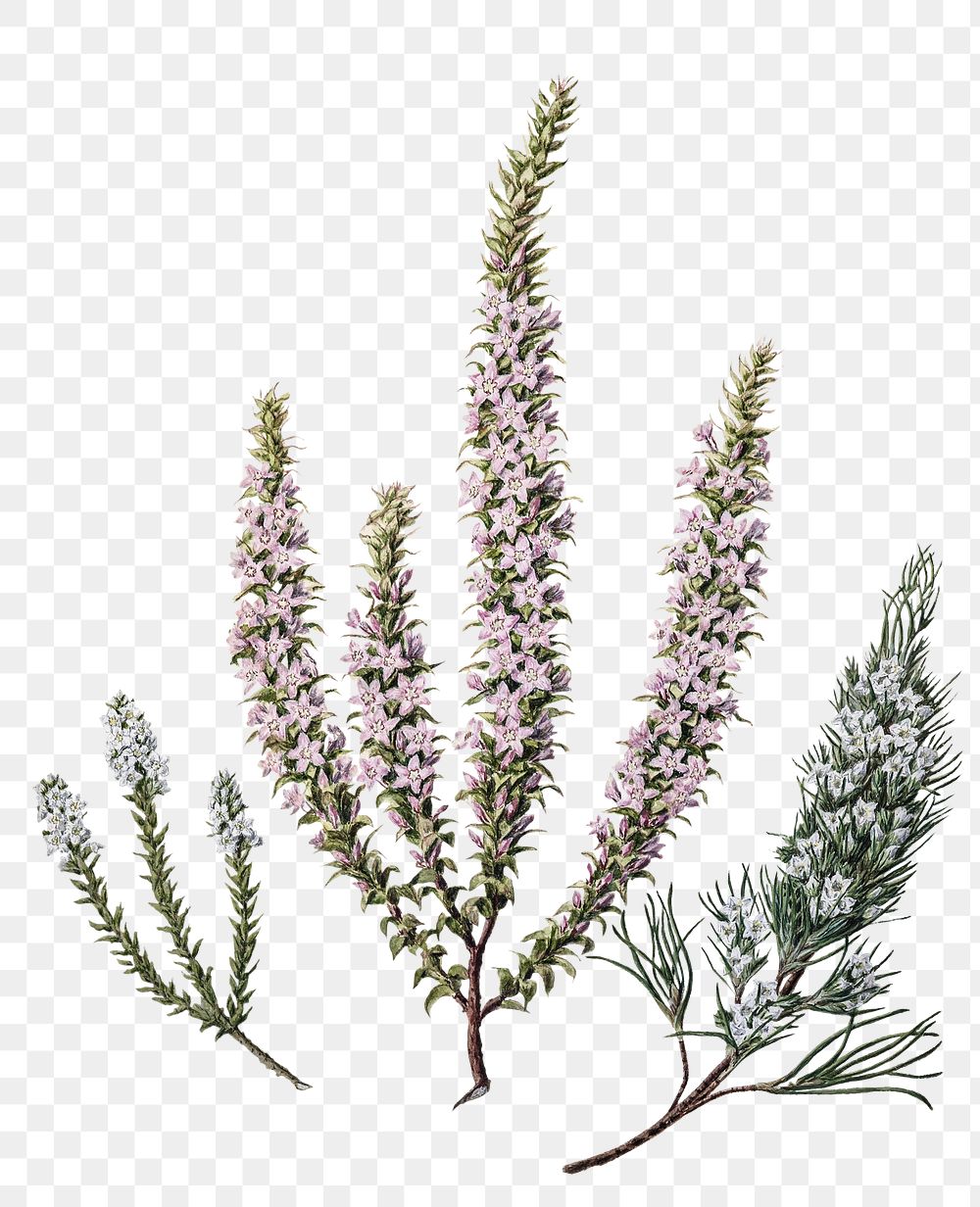 Epacris flower png sticker, vintage botanical illustration, transparent background