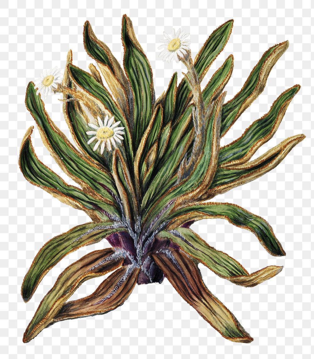 Mountain daisy png sticker, vintage botanical illustration, transparent background