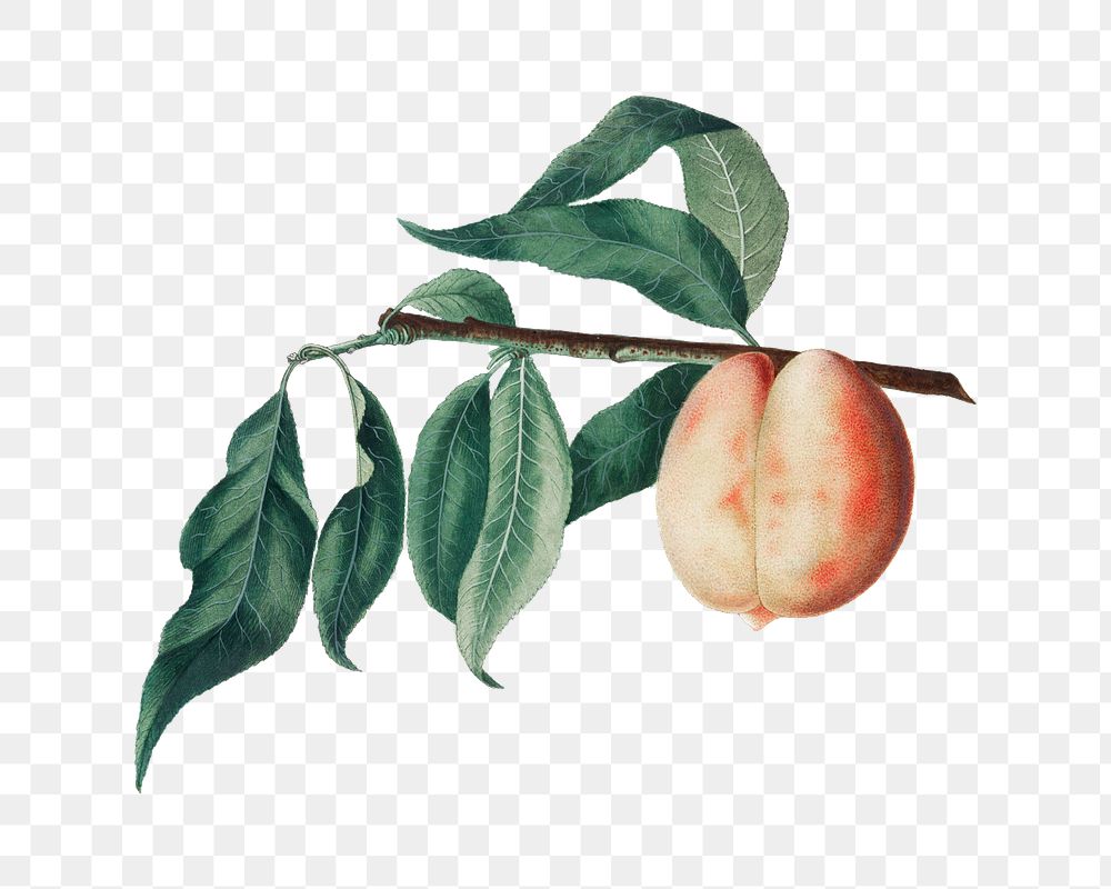 Peach png vintage illustration, transparent background