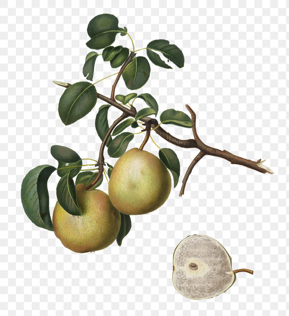 Pear png sticker, vintage illustration by Giorgio Gallesio, transparent background. Remixed by rawpixel.