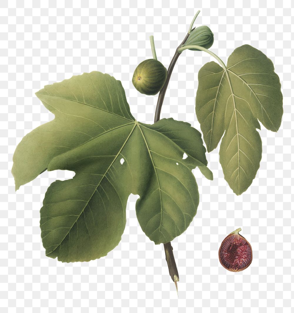 Briansole figs png sticker, vintage botanical illustration by Giorgio Gallesio, transparent background. Remixed by rawpixel.