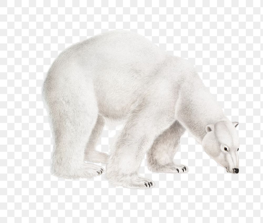 Vintage png polar bear animal illustration on transparent background