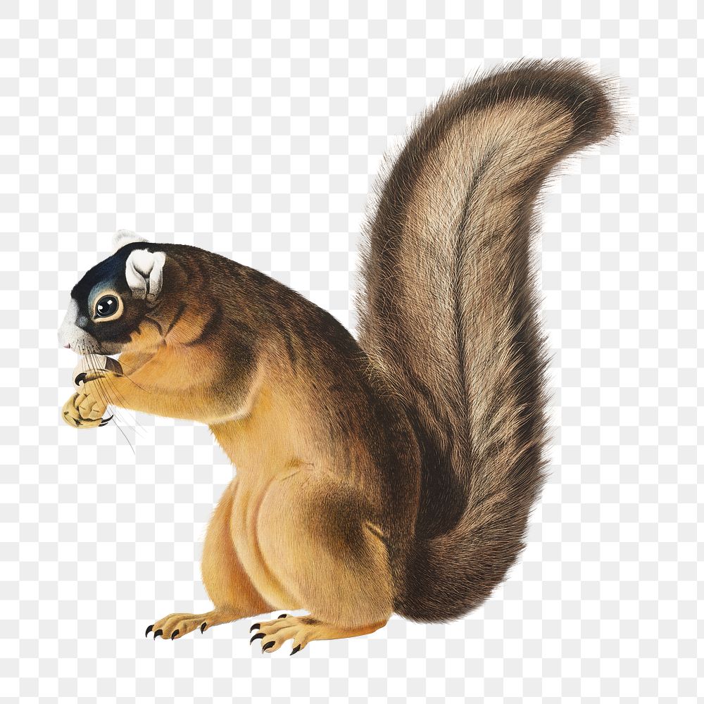 Vintage squirrel png animal illustration on transparent background