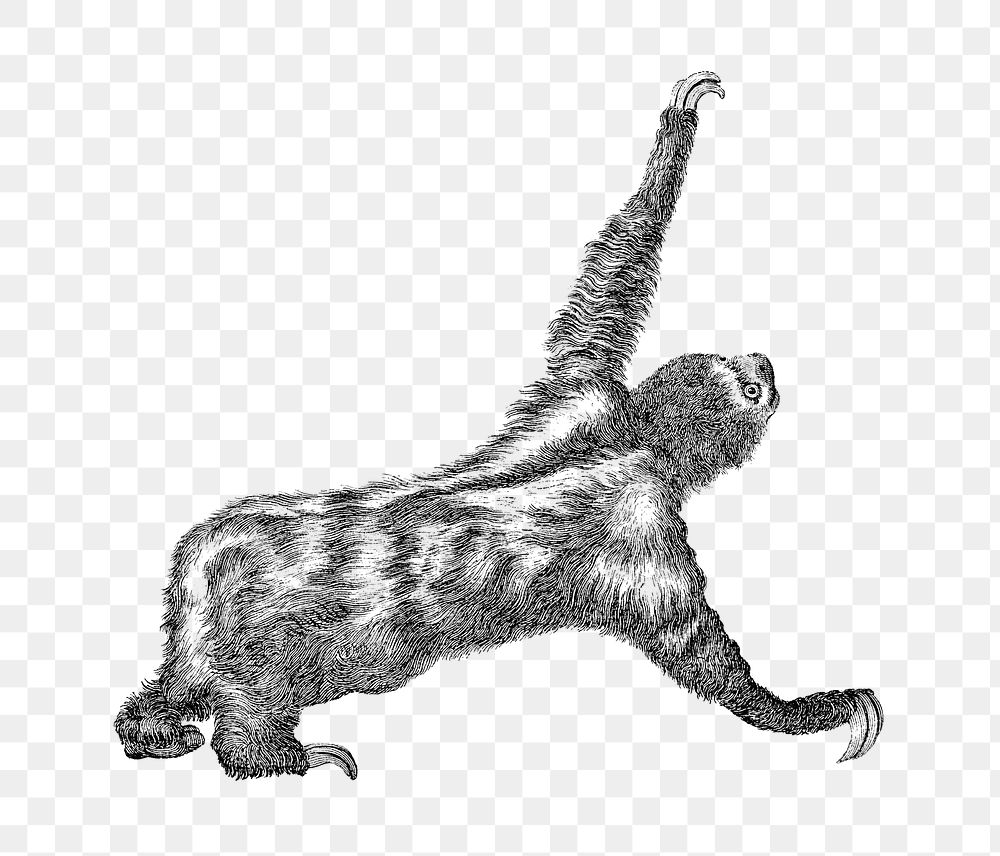 Three toed sloth png sticker, vintage illustration, transparent background