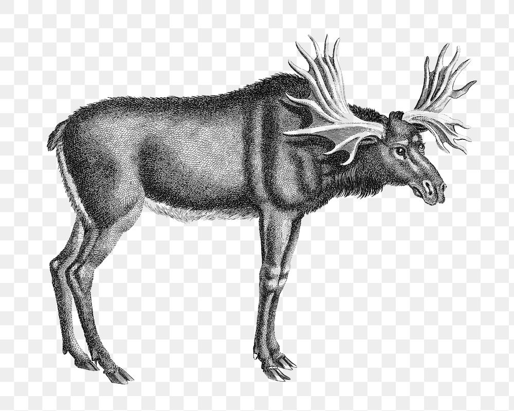 Elk png sticker, vintage illustration, transparent background