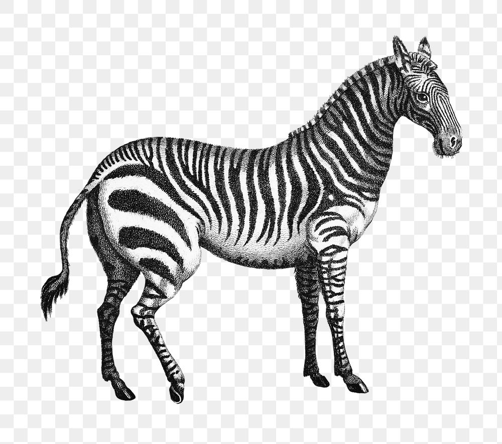 Zebra png sticker, vintage illustration, transparent background