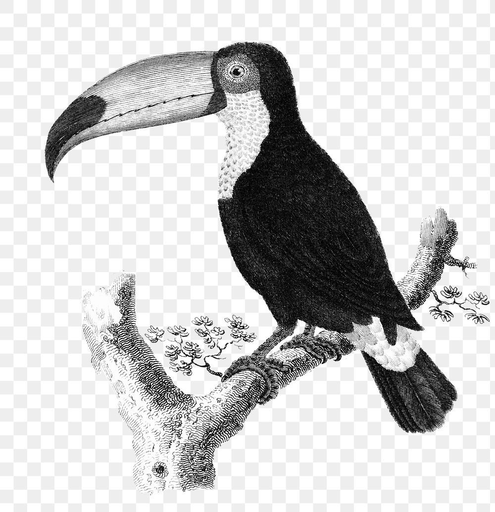 Toco toucan bird png sticker, vintage illustration, transparent background