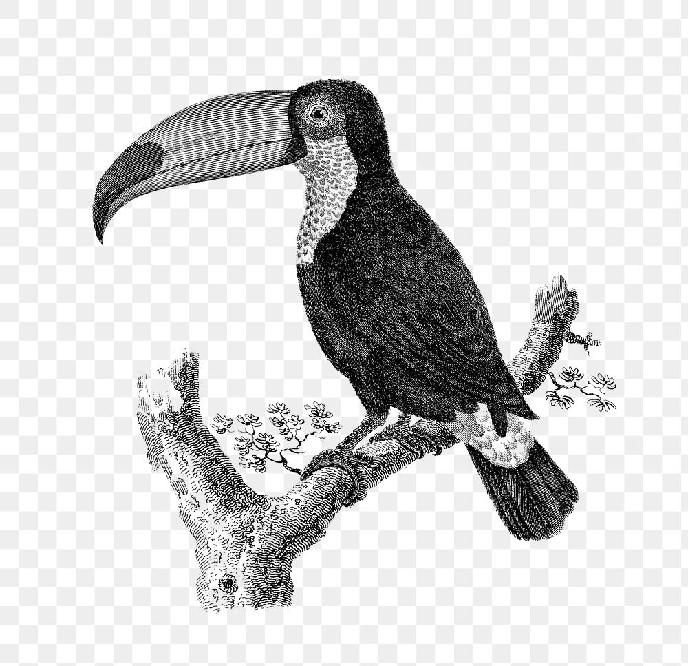 Toco toucan bird png sticker, vintage illustration, transparent background