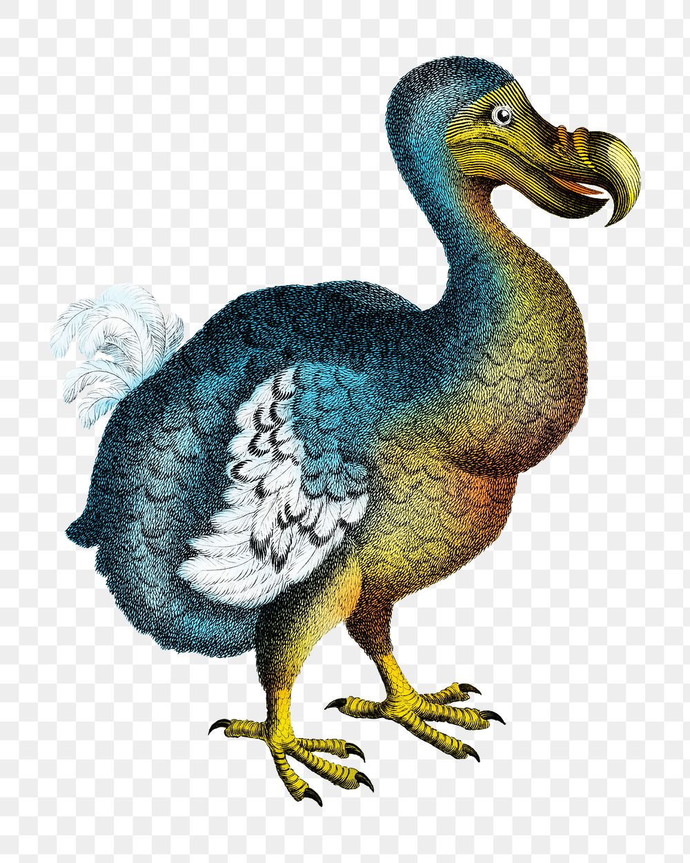 Dodo png vintage animal illustration on transparent background