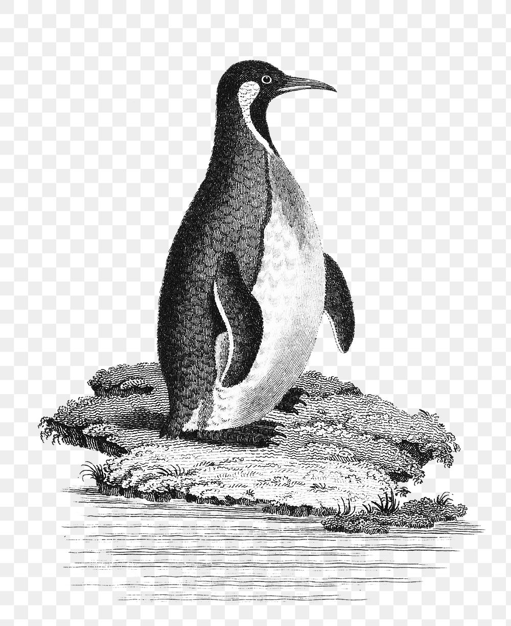 Patagonian penguin png, vintage transparent background