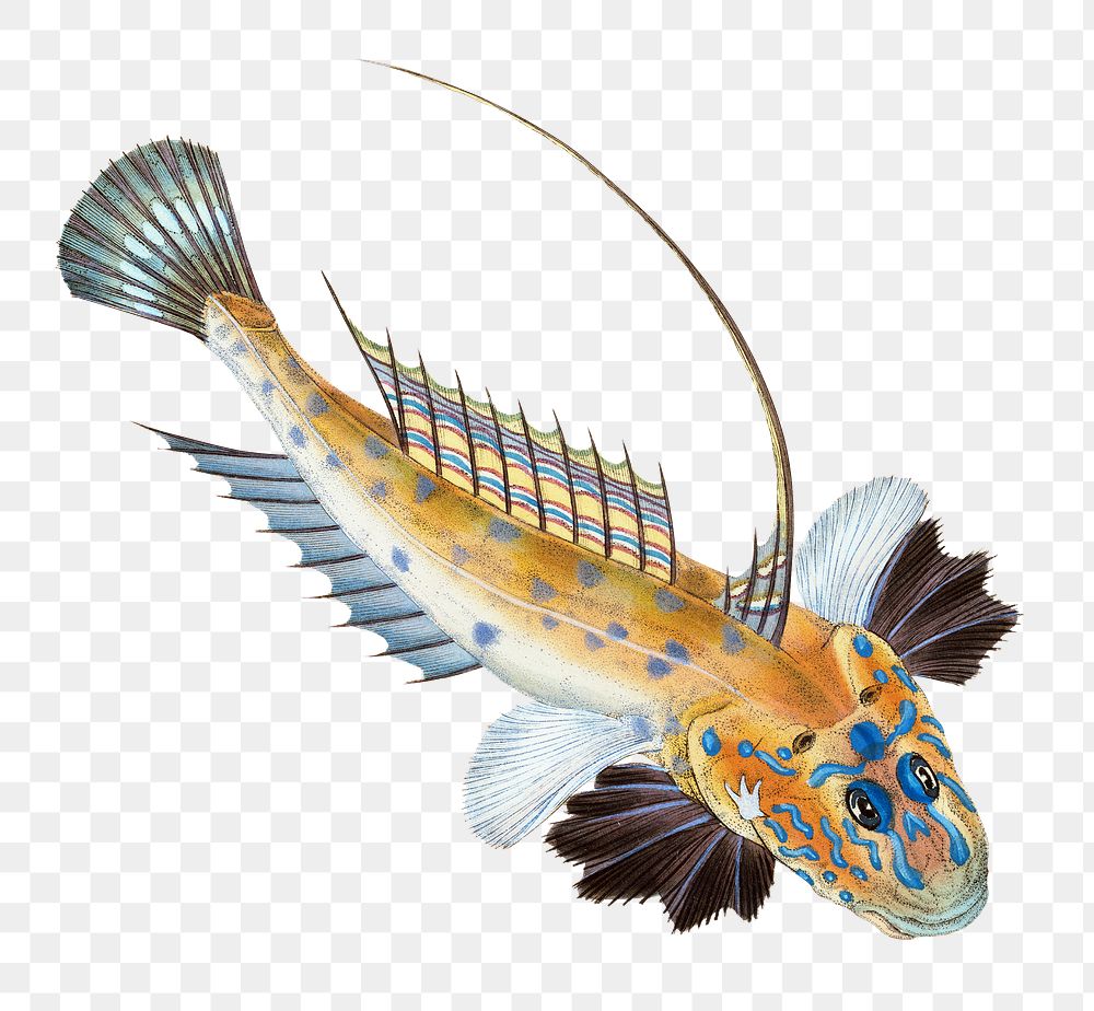 Dragonet png sticker, fish vintage illustration, transparent background