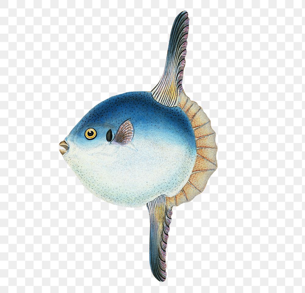 Short Sun-fish png sticker, fish vintage illustration, transparent background