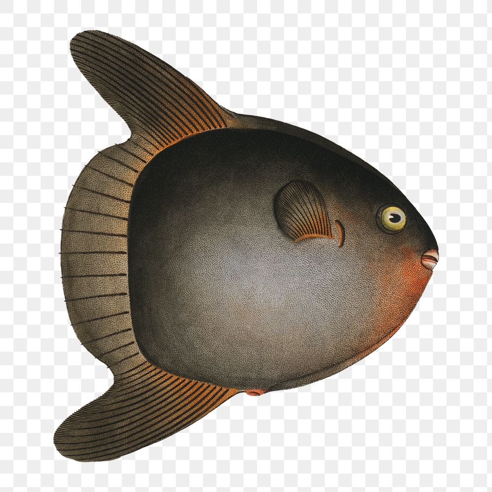 Sun-fish  png sticker, fish vintage illustration, transparent background