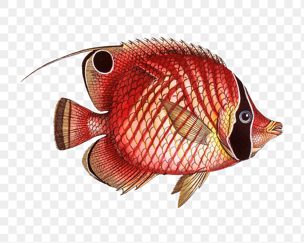 Png fish vintage illustration, transparent background