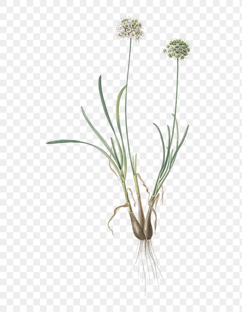Allium carolinianum png sticker, vintage botanical illustration, transparent background