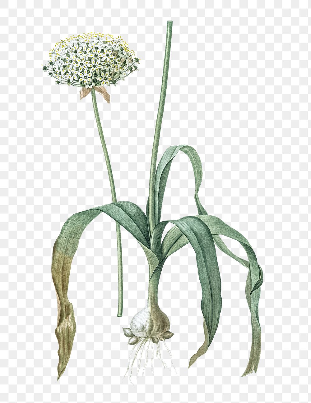 Black garlic png sticker, vintage botanical illustration, transparent background