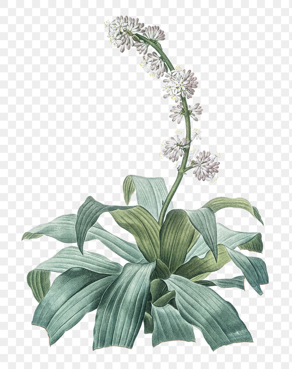 Aletris fragrans png sticker, vintage botanical illustration, transparent background