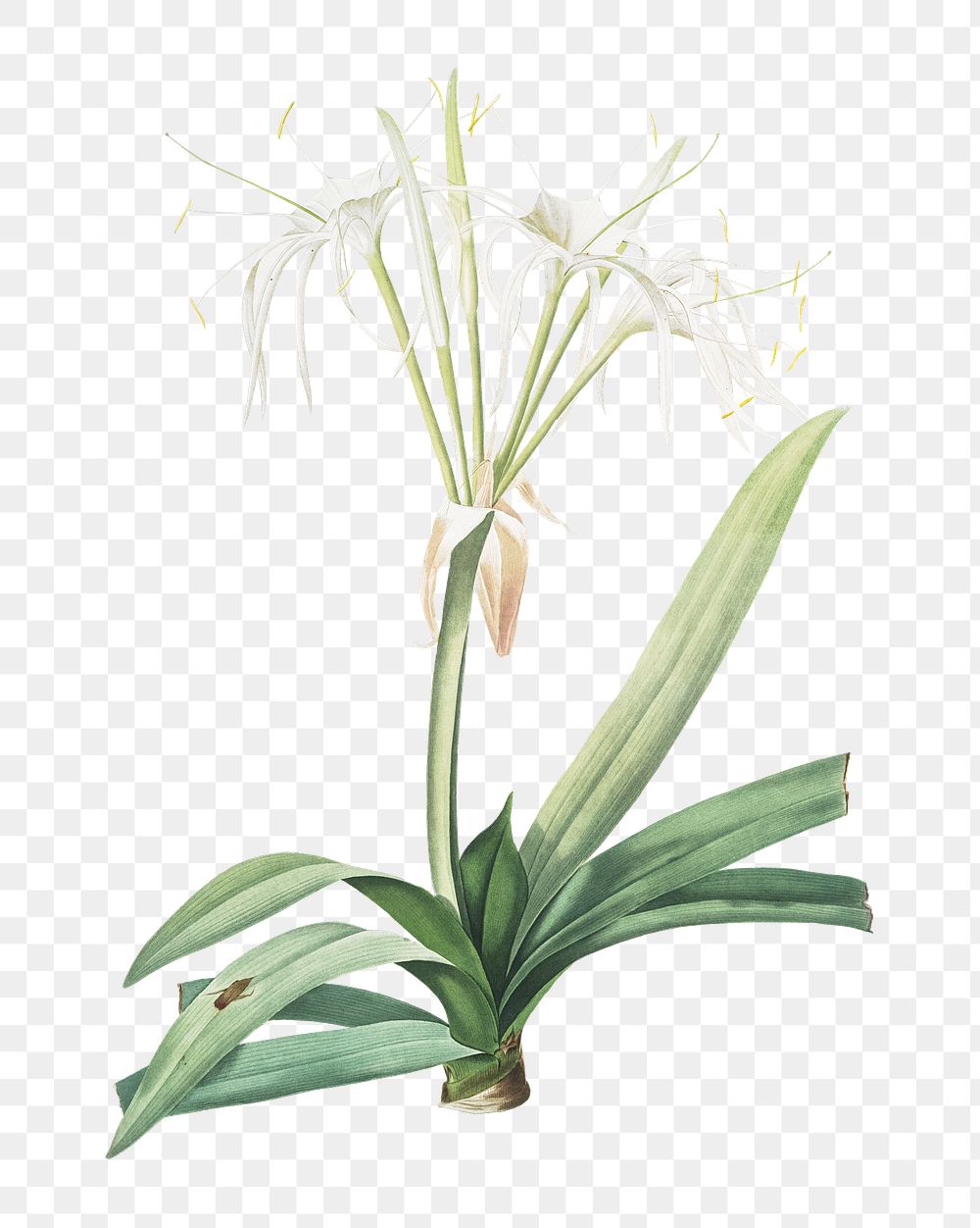 Pancratium littorale png sticker, vintage botanical illustration, transparent background