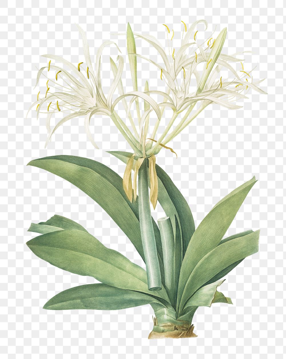 Pancratium speciosum png sticker, vintage botanical illustration, transparent background