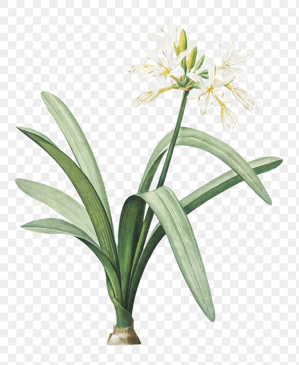 Pancratium illyricum png sticker, vintage botanical illustration, transparent background