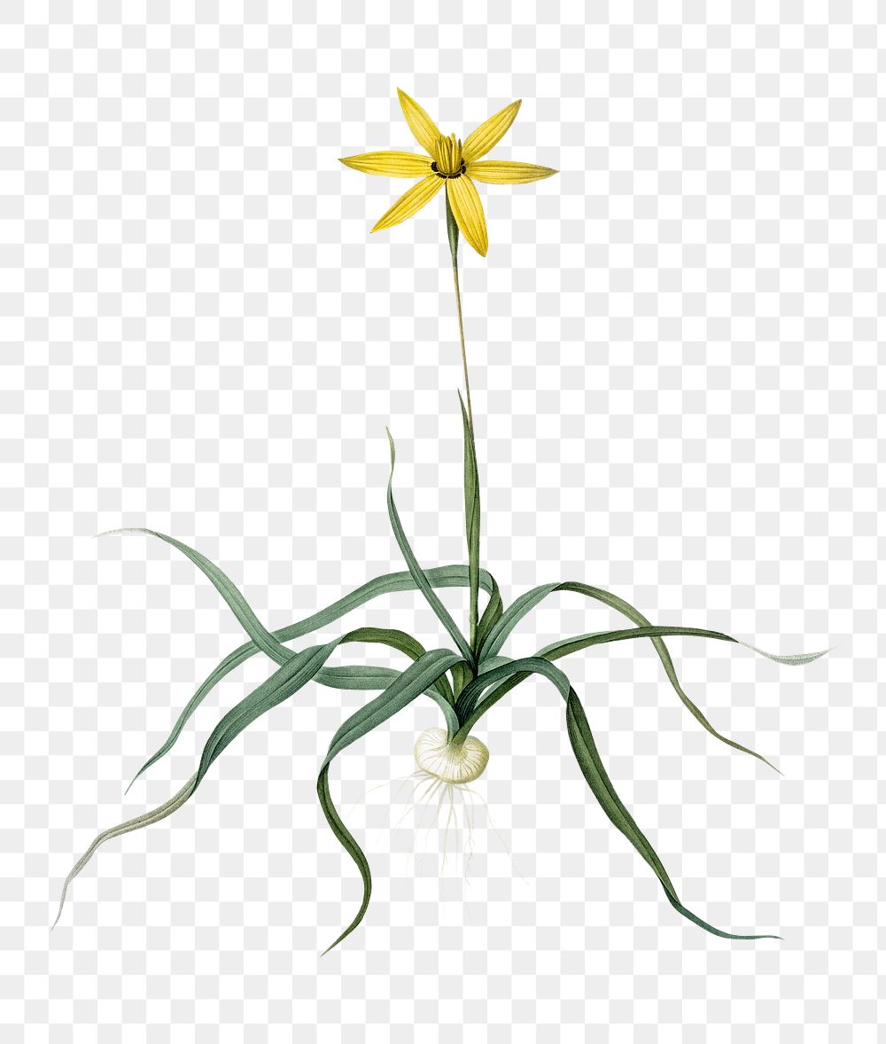 Hypoxis stellata png sticker, vintage botanical illustration, transparent background