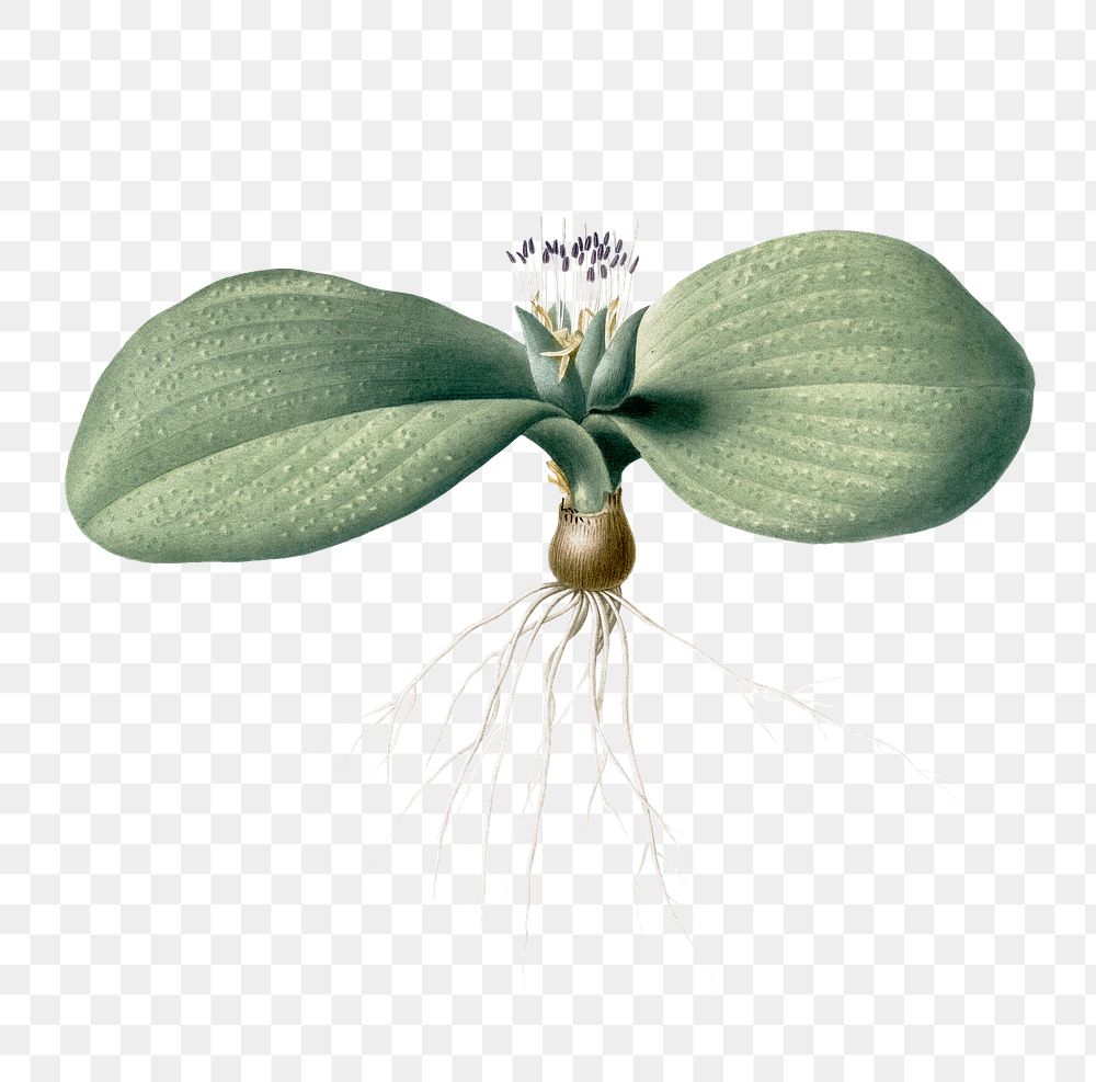 Massonia pustulata png sticker, vintage botanical illustration, transparent background