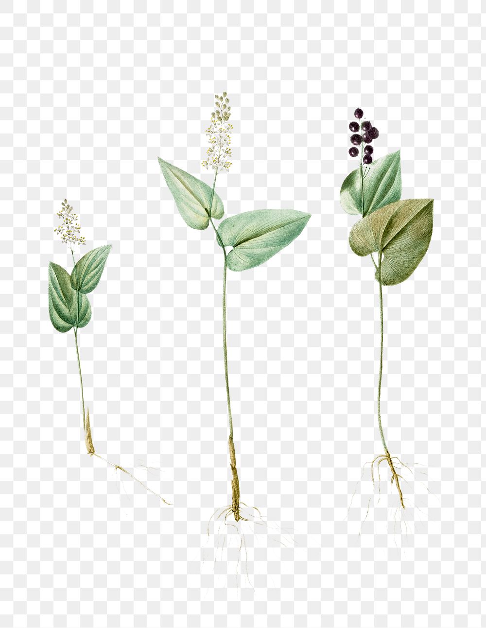 Mayanthemum png sticker, vintage botanical illustration, transparent background