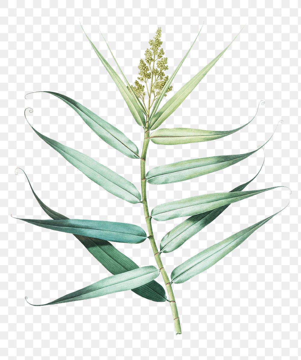 Bush cane png sticker, vintage botanical illustration, transparent background