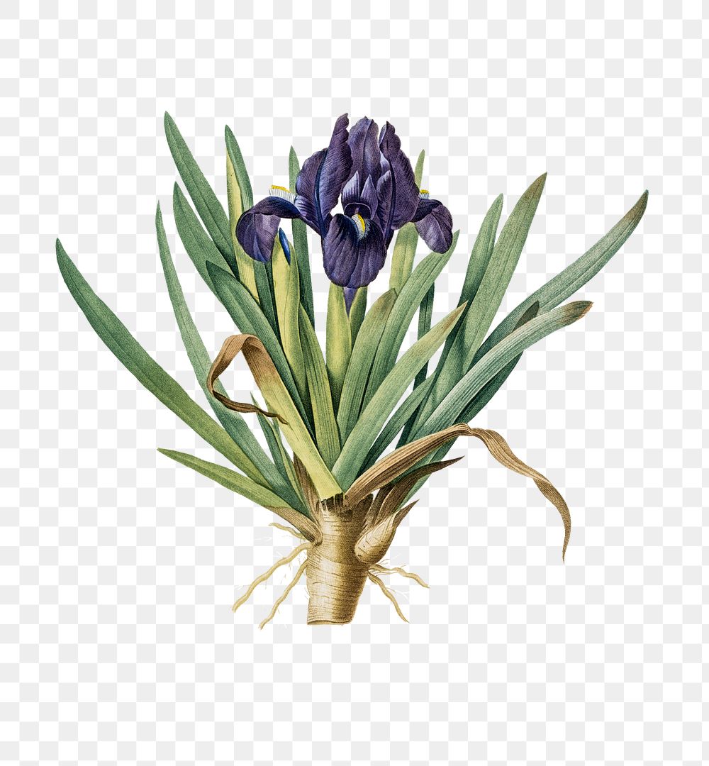 Pygmy iris png sticker, vintage botanical illustration, transparent background