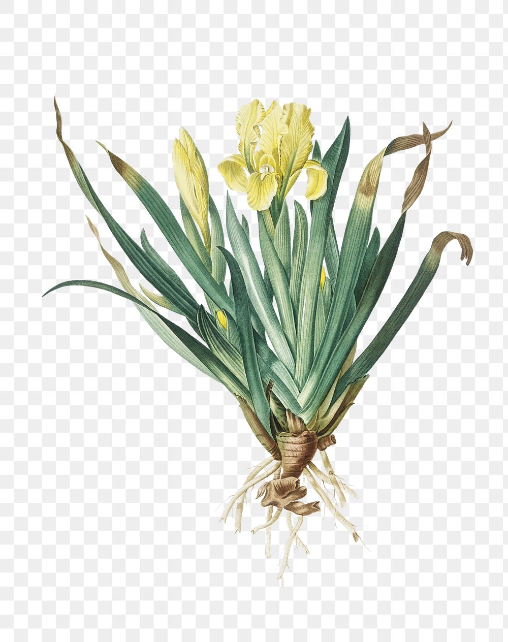 Crimean iris png sticker, vintage botanical illustration, transparent background