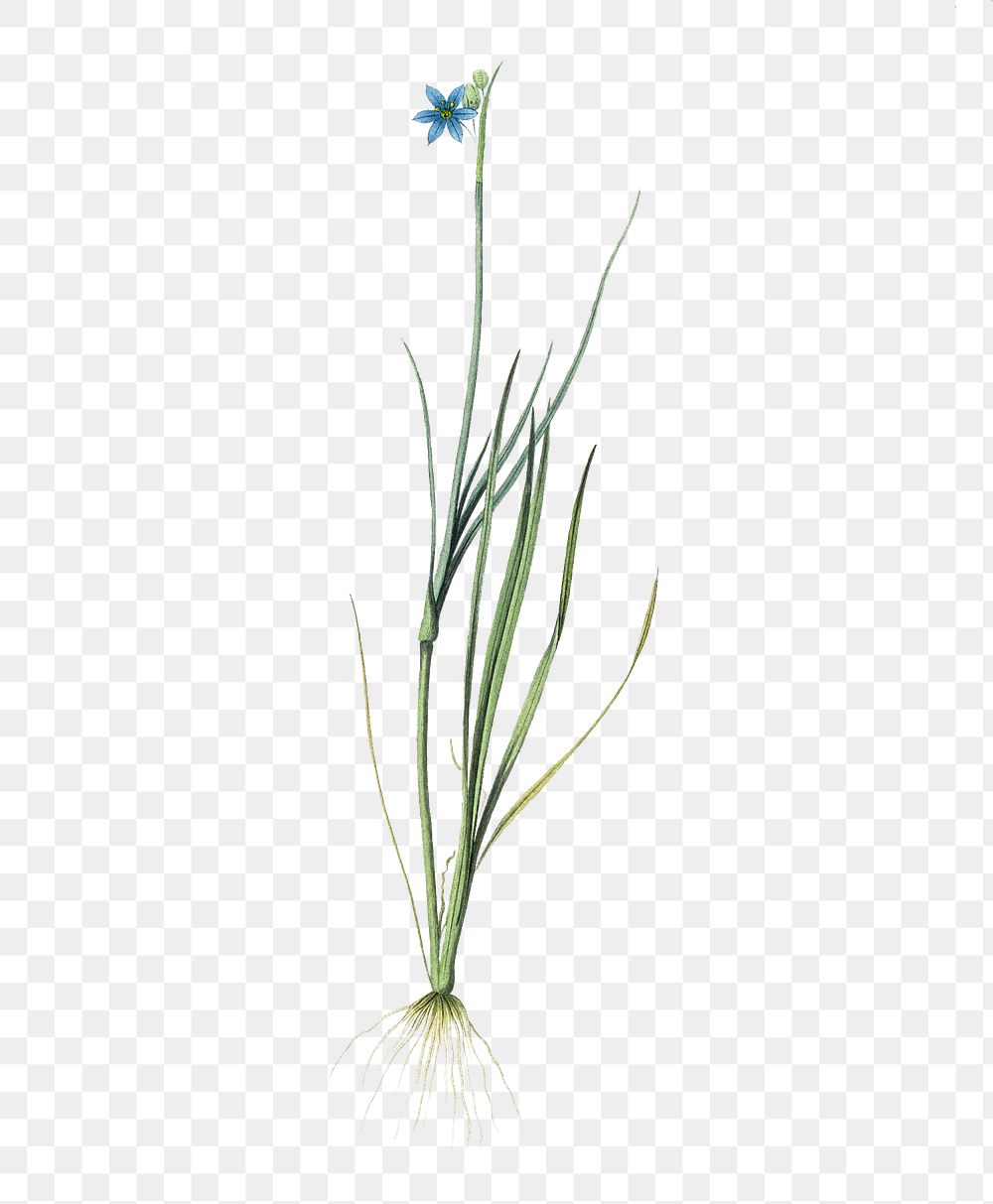 Narrow-leaf blue-eyed-grass png sticker, vintage botanical illustration, transparent background