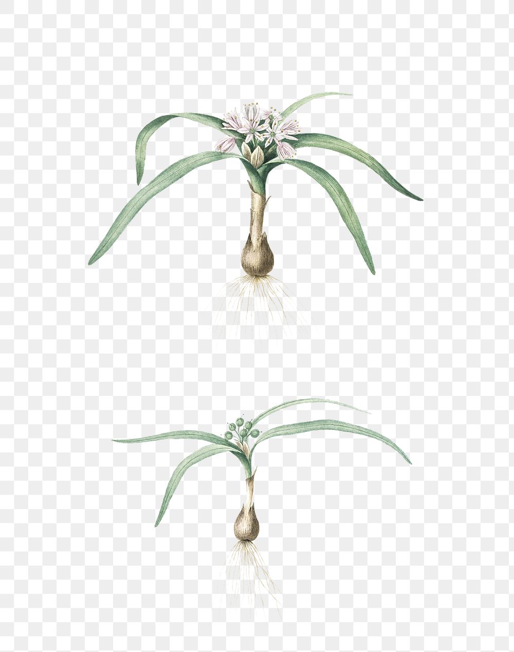 Dwarf garlic png sticker, vintage botanical illustration, transparent background