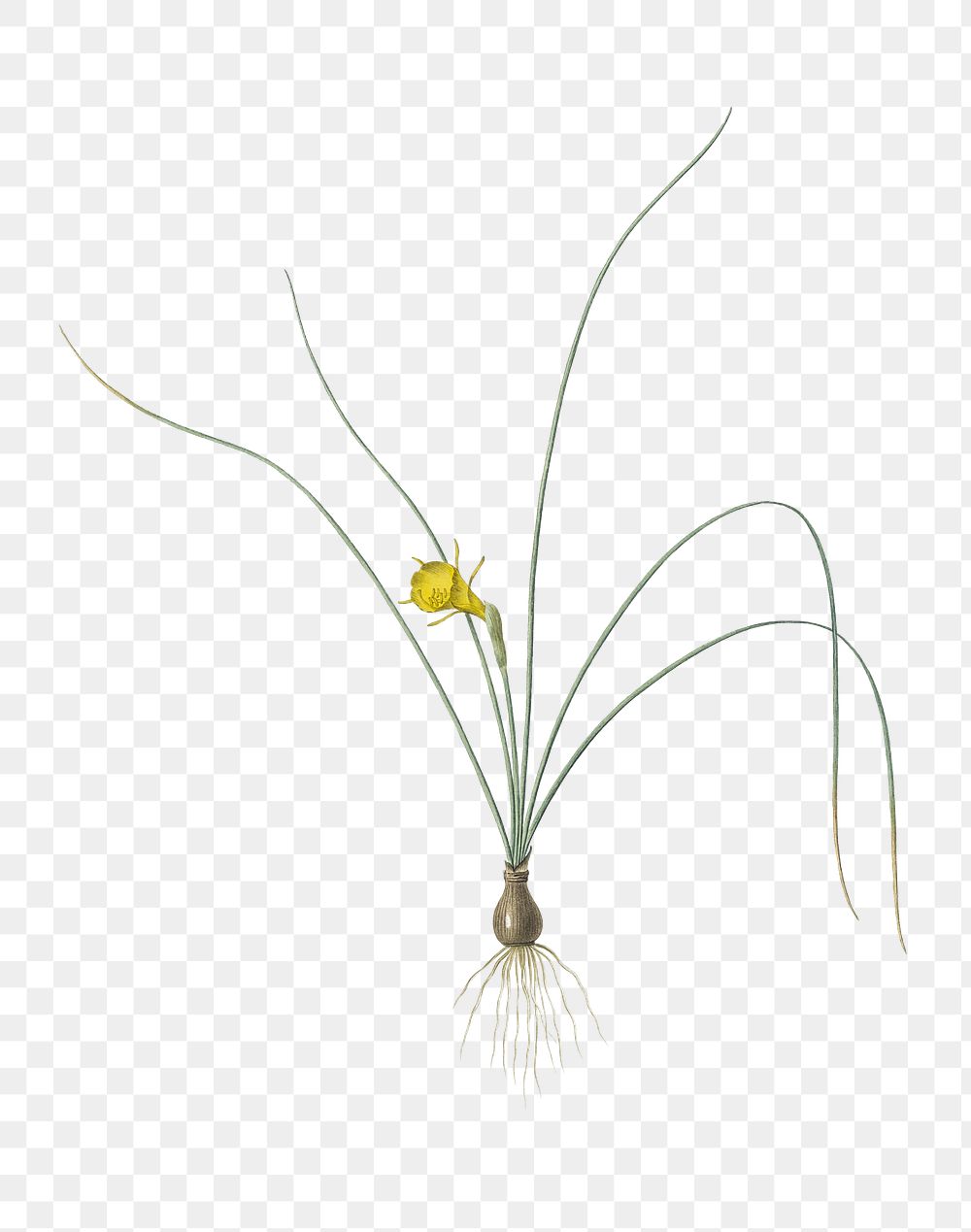  Petticoat daffodil png, transparent background 