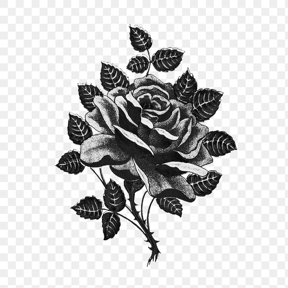 Gothic rose & thorns png sticker, transparent background