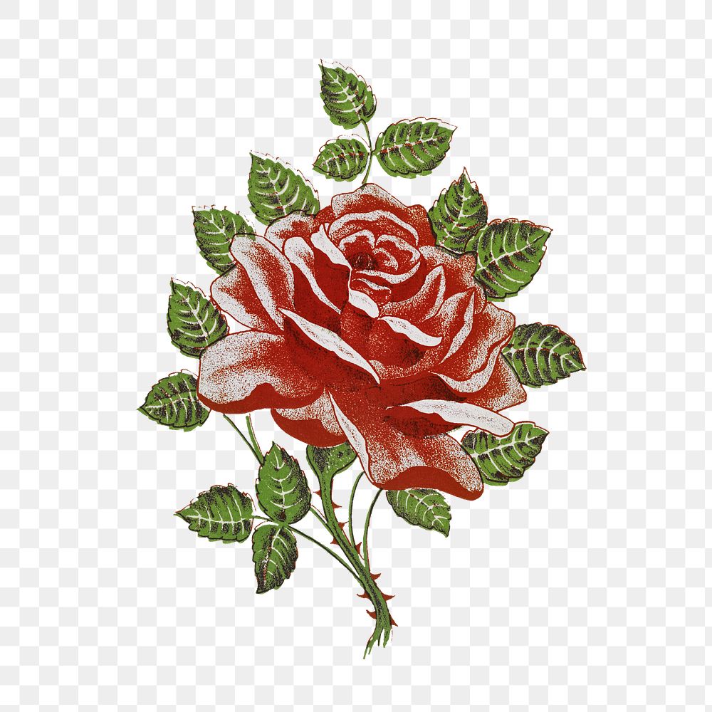 Png blooming red rose sticker, transparent background
