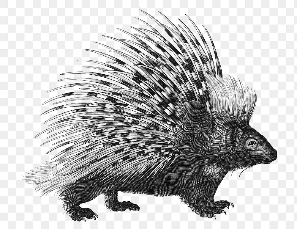 Vintage porcupine png animal illustration on transparent background