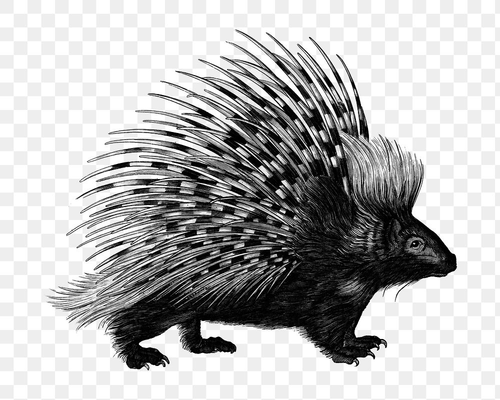 Vintage porcupine png animal illustration on transparent background