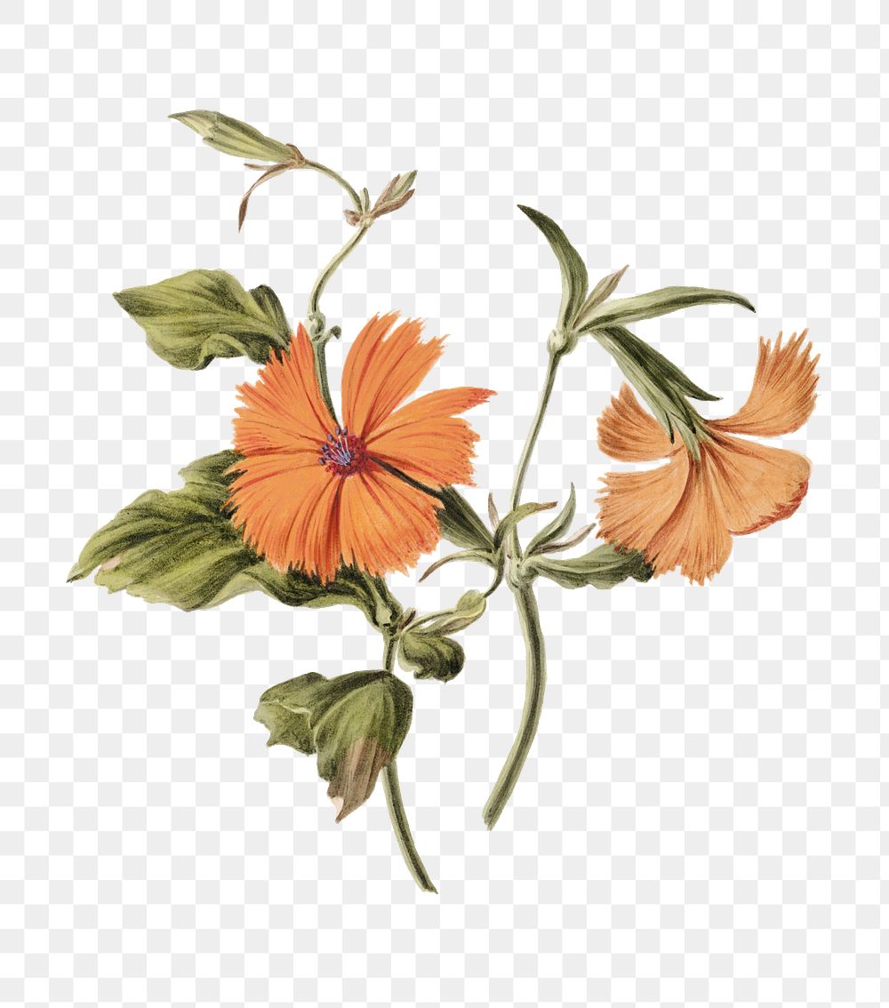 Orange flower png, transparent background 