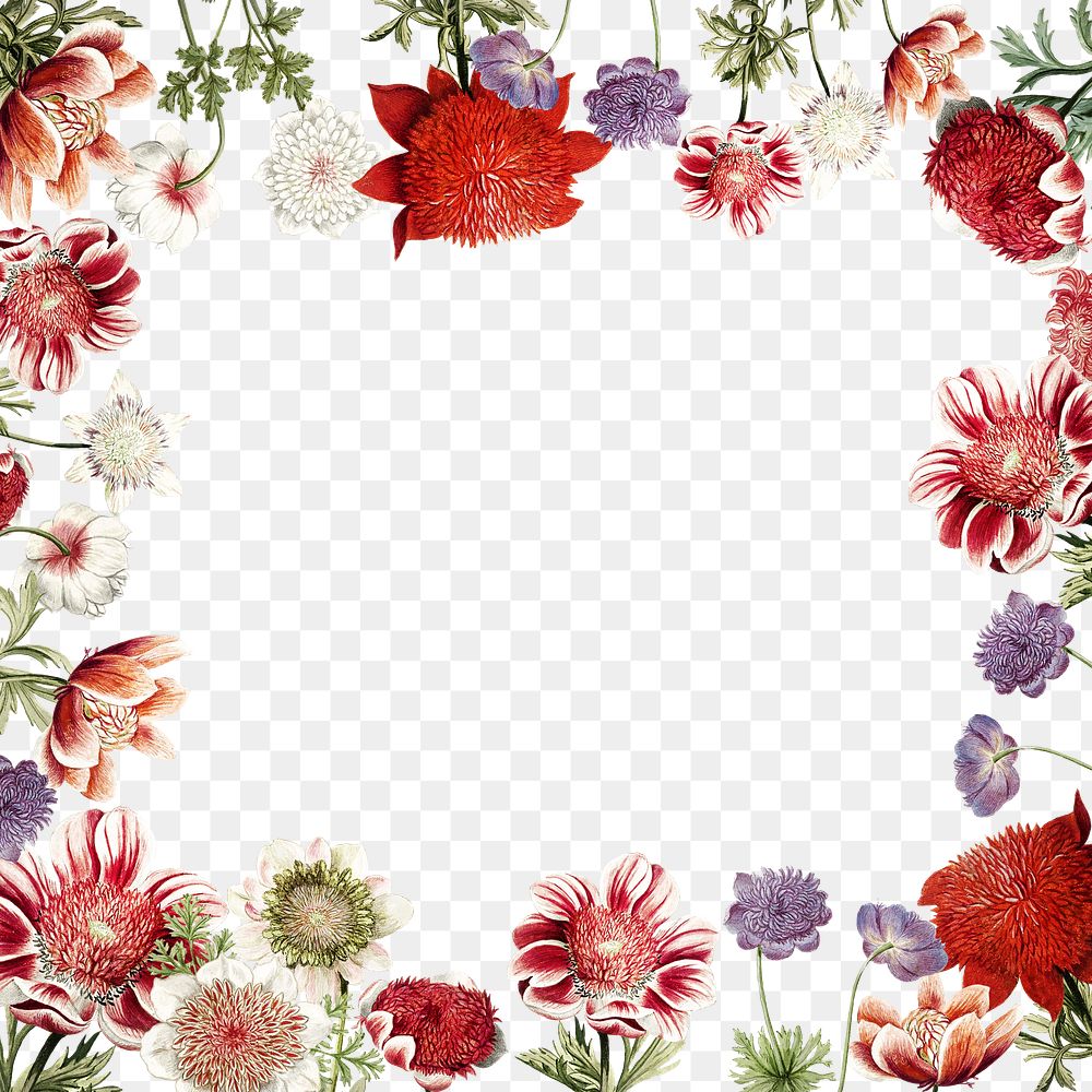 Red anemone flower frame png, transparent background 