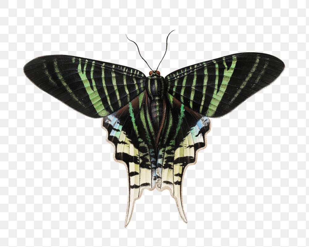 Green butterfly png vintage illustration, transparent background