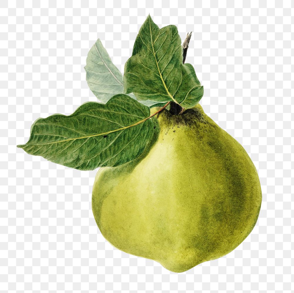Vintage png illustration, pear fruit drawing on transparent background
