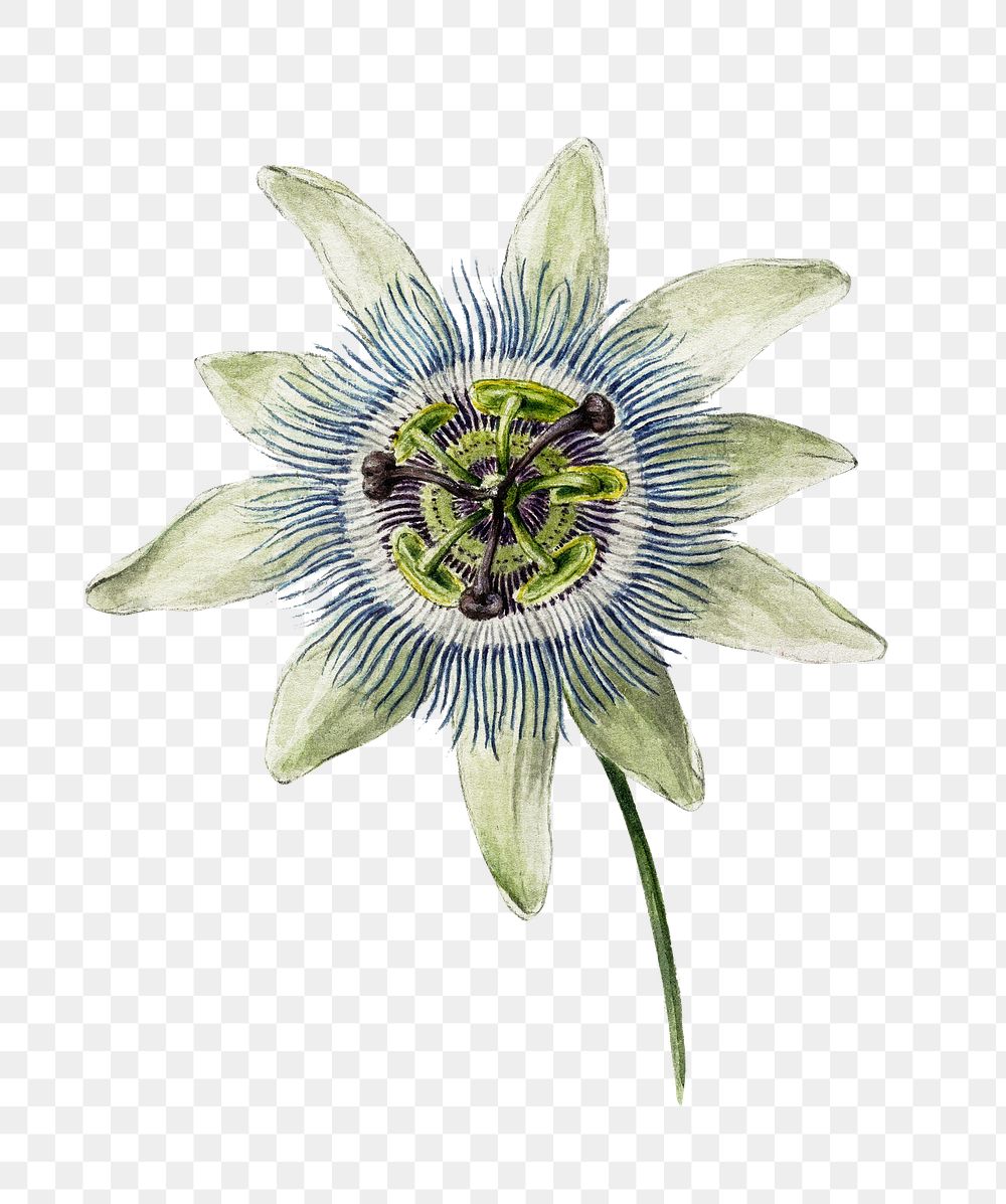 Passion Flower png, vintage transparent background