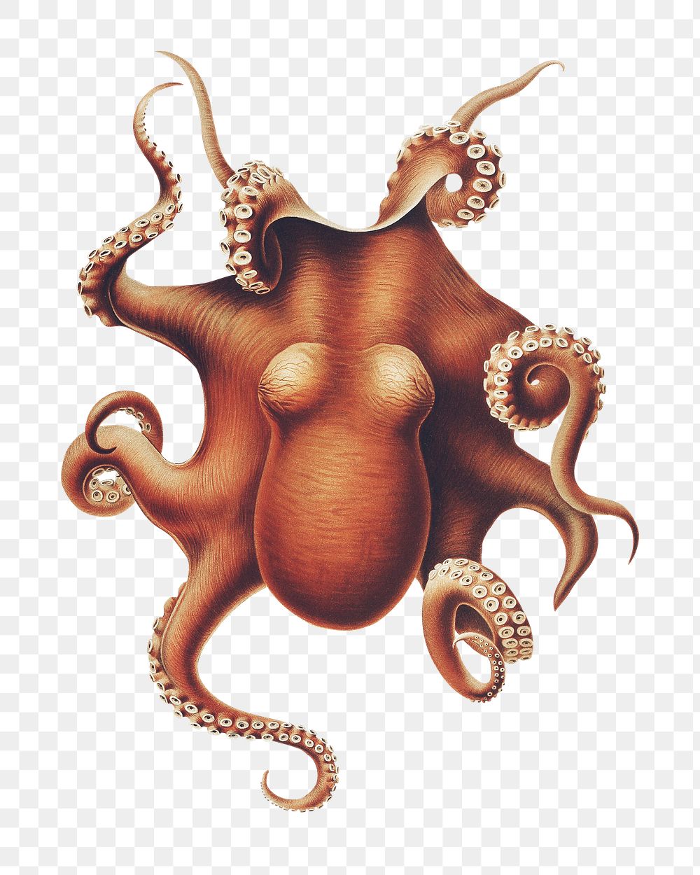 Octopus png vintage illustration, transparent background