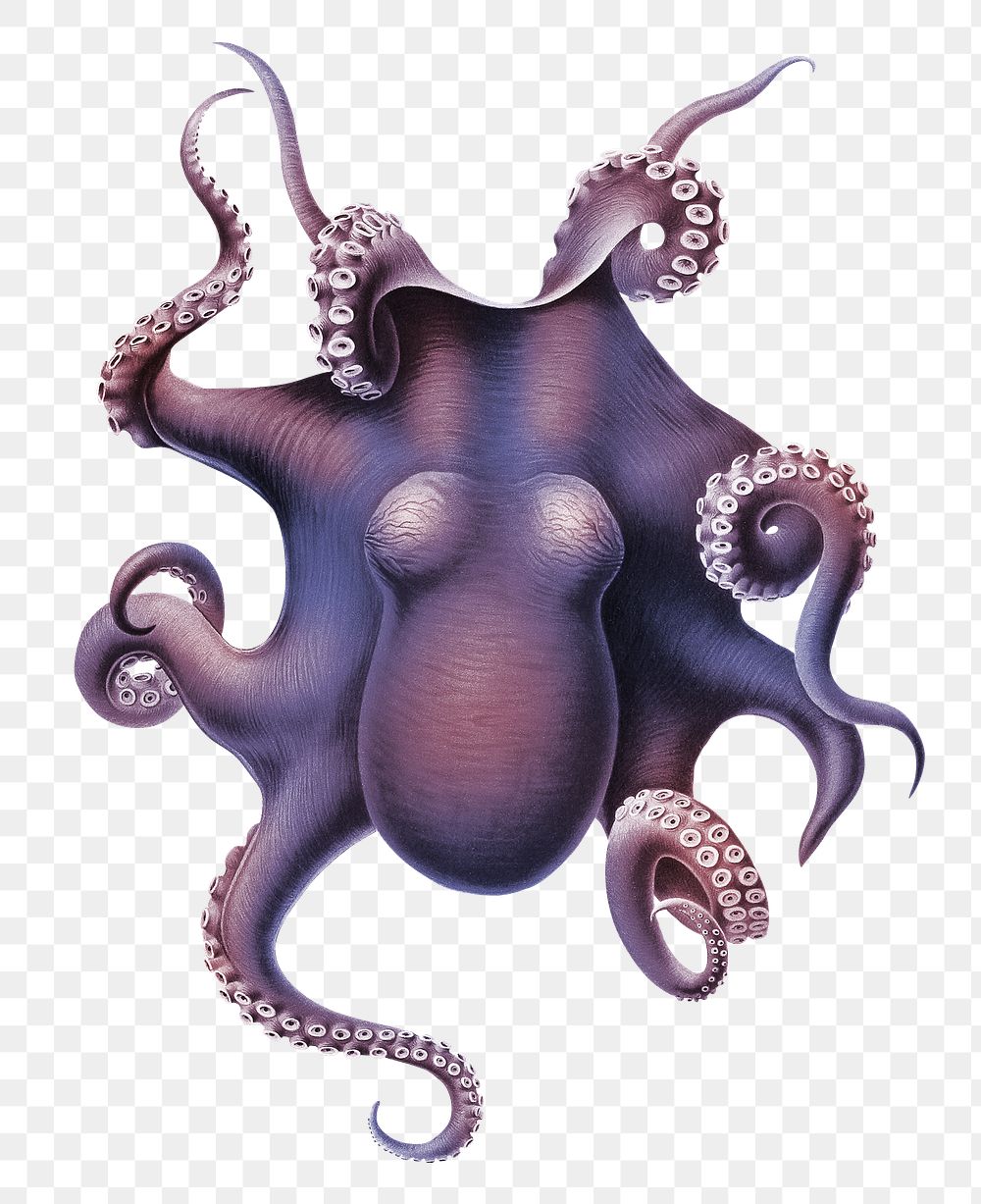 Purple octopus png vintage sticker, transparent background